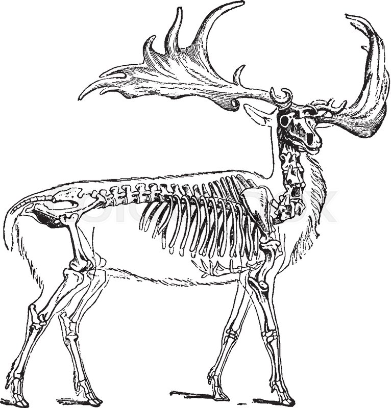766x800 Irish Elk Also Called The Giant Deer Or Irish Giant Deer Is