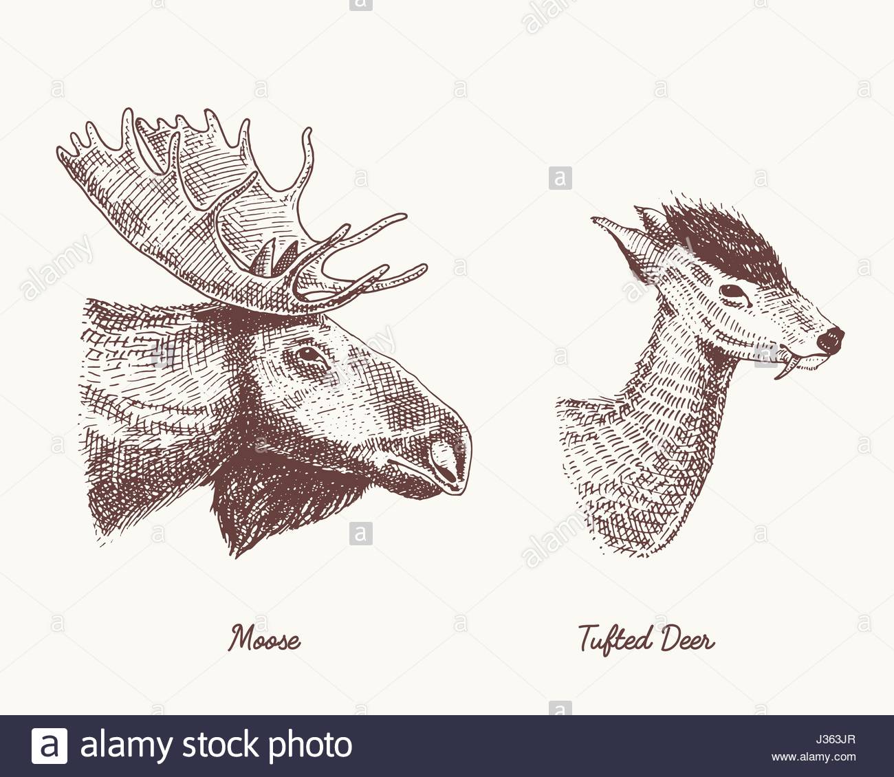 1300x1130 Moose Or Eurasian Elk, Tuffed Deer Vector Hand Drawn Illustration