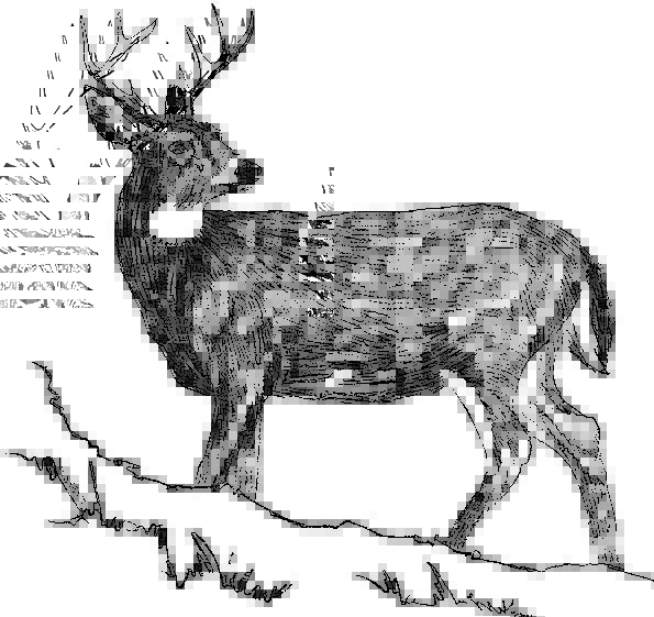 595x561 Drawing, Sketch, Dark, Deer, Black, Tailed, Followed, White