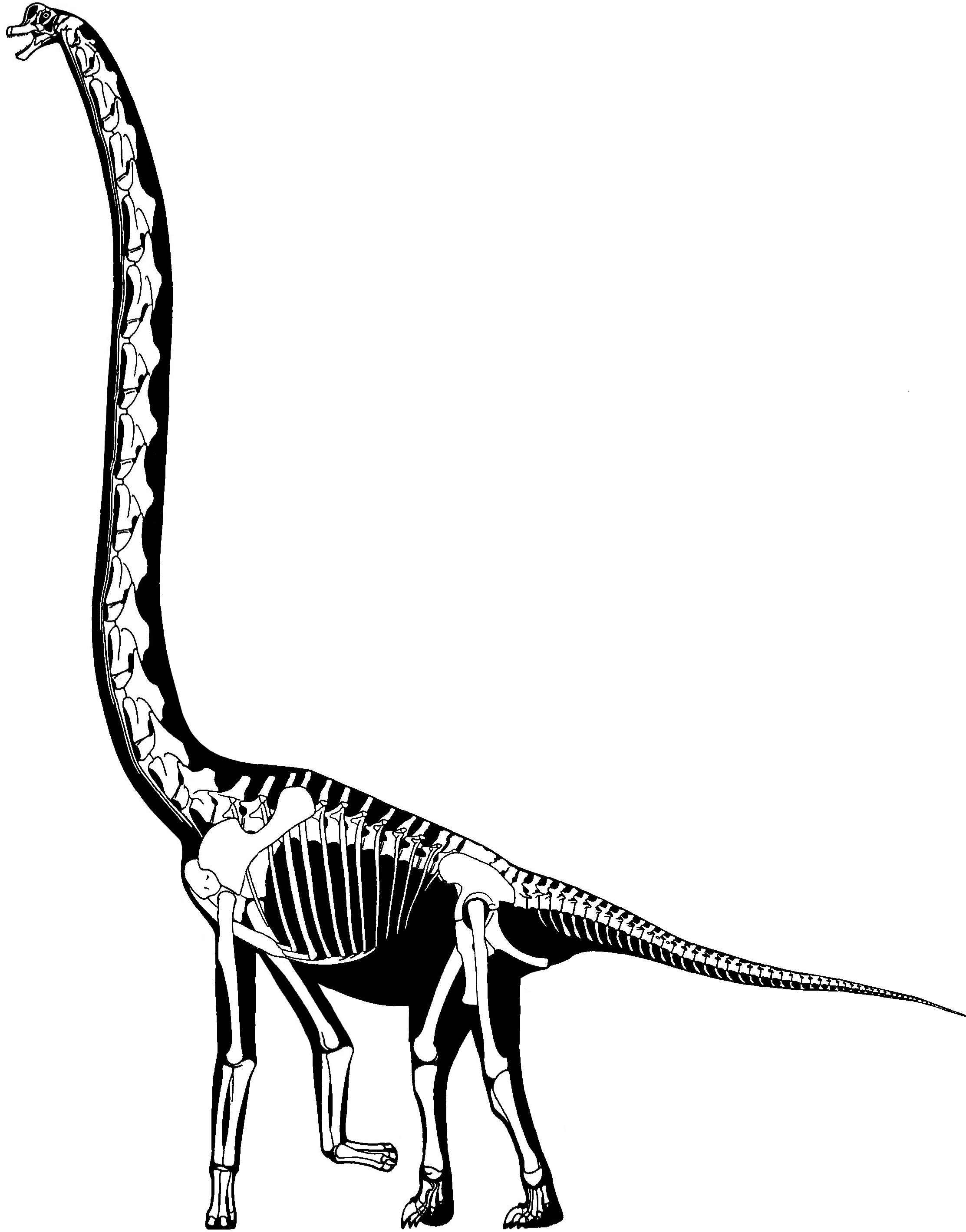 2225x2838 How Tallweird Was Sauroposeidon Sauropod Vertebra Picture