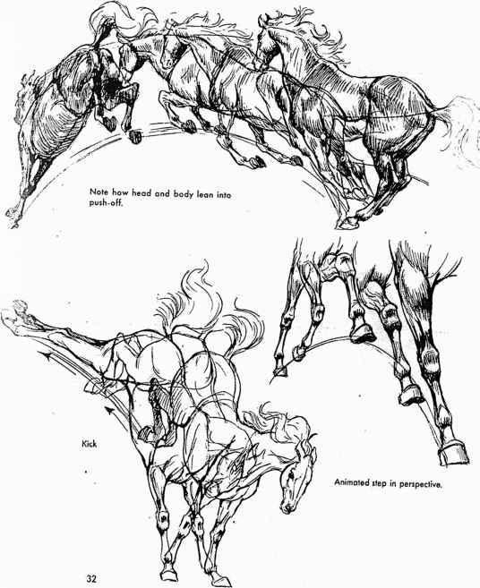 536x657 Muscle Action