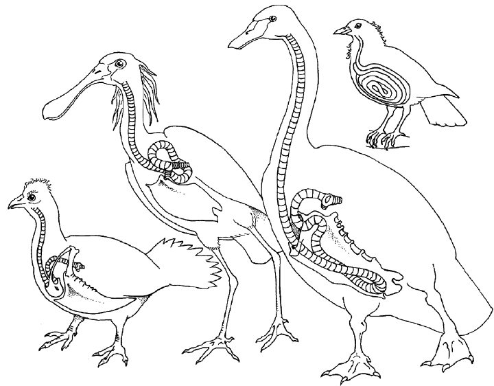 720x562 Tracheal Elongation In Birds. Species Shown (Left To Right) Are