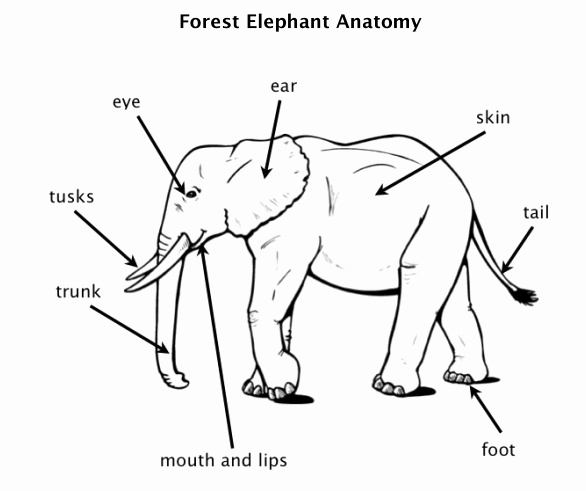 586x491 Baby Elephant Drawing Step Step Elegant Cute Baby Elephant Drawing