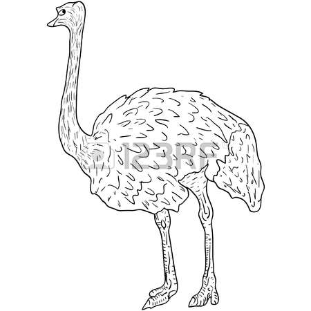 450x450 Emu Clipart Sketch