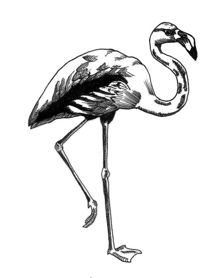 700x900 Hand Drawn Line Drawing Of Flamingo Bird Photograph By Matthew Gibson