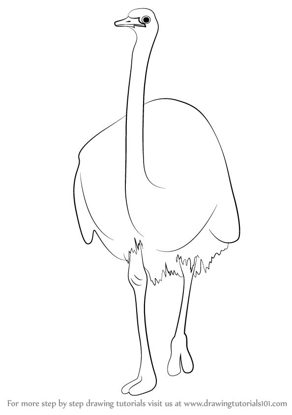 594x843 Learn How To Draw A Emu (Farm Animals) Step By Step Drawing
