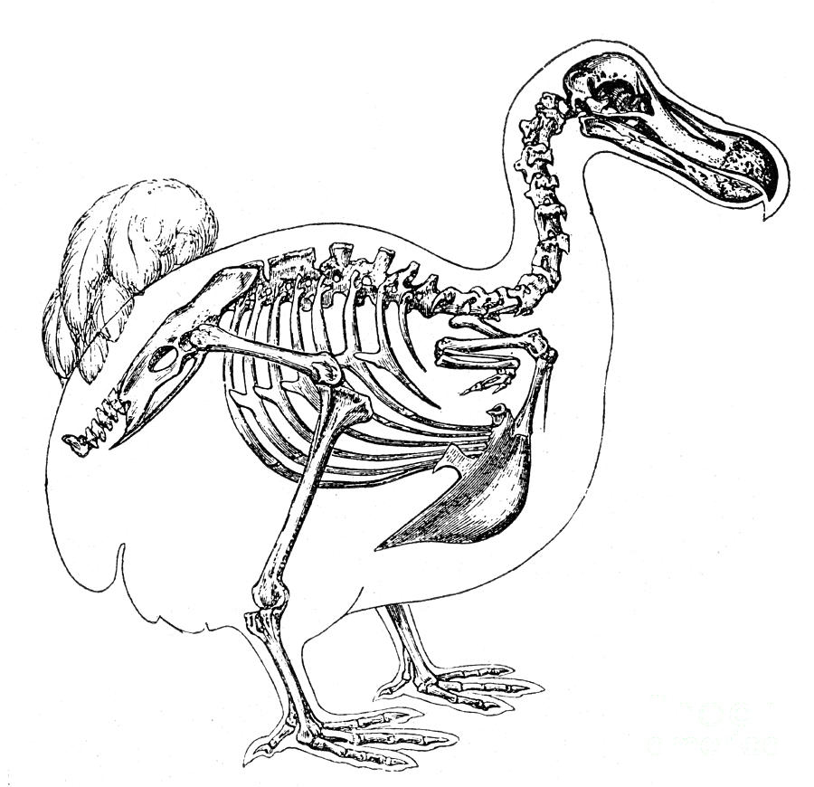 900x870 Skeleton And Outline Of Dodo Bird Photograph By Science Source