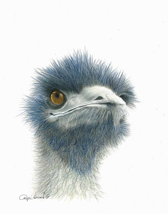 Emu Drawing ~ Emu Pencil Drawing | Digimoncardo