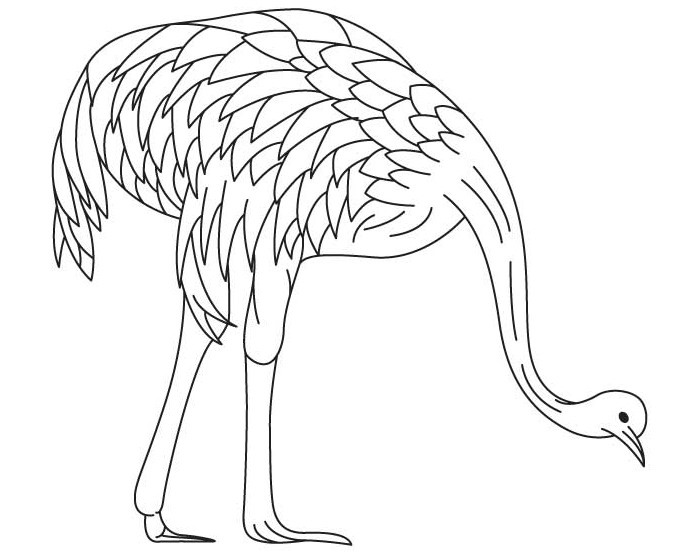 700x560 Australian Animal Template
