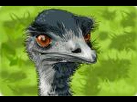 480x360 How To Draw An Emu