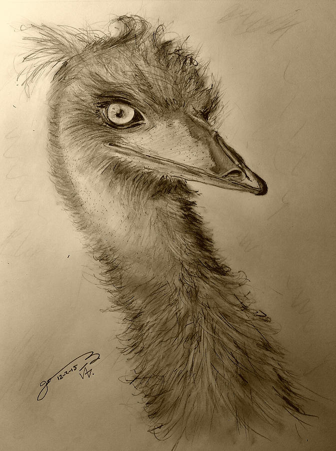 672x900 My Friend Emu Drawing By Jose A Gonzalez Jr