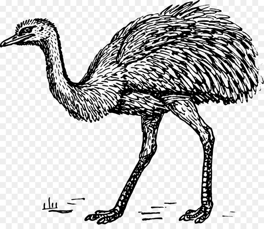 900x780 Common Ostrich Bird Greater Rhea Drawing Clip Art