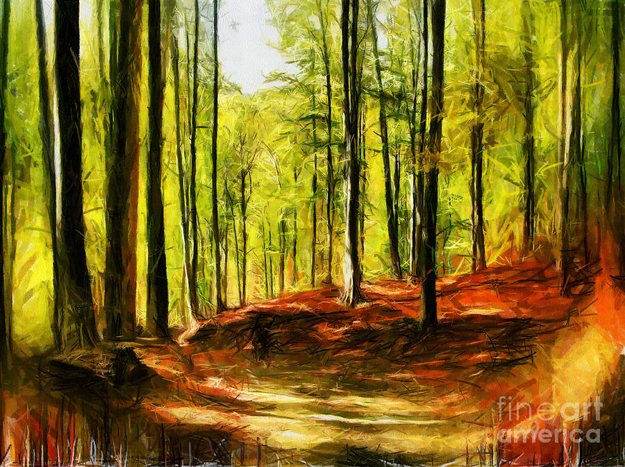 900x673 Enchanted Forest