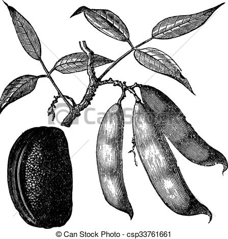 448x470 Physotigma Poisons (Physostigma Venenosum) Or Calabar Bean