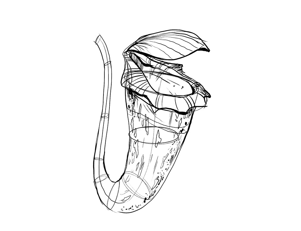 960x736 Lesson 3 Drawing Plants