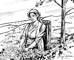 300x242 Image Result For Tea Estate Workers Drawings St.jo
