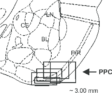 455x376 Location Of Recording Sites In Ppc. Vertical Bars On The Drawing