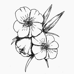 250x250 Evening Primrose Carrier Oil