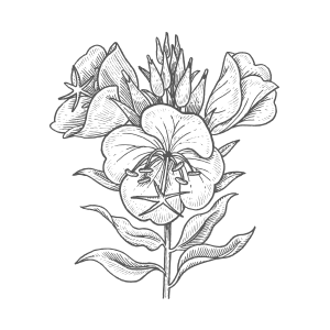 300x300 Evening Primrose Fower Oil