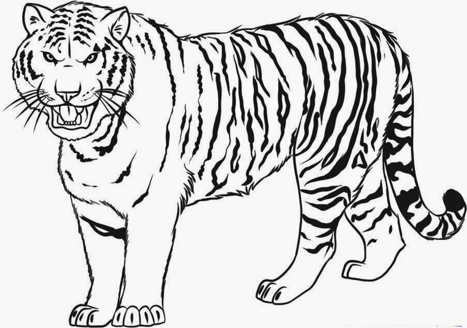1600x1127 Expert Drawings Of Tigers For Kids How To Draw