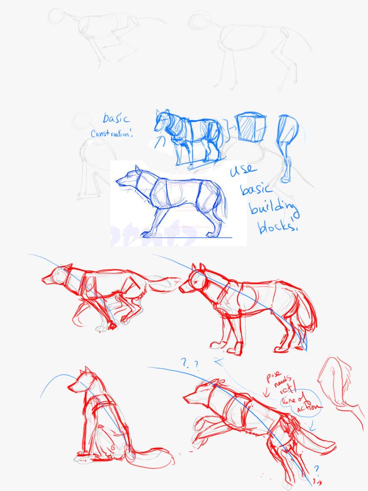 736x981 The 38 Best Dog Anatomy Amp Reference Images On Anatomy