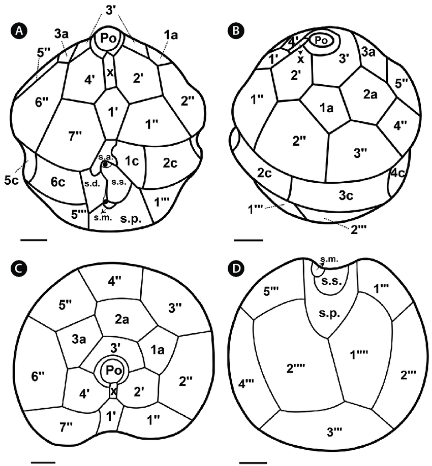 850x918 Drawings Of Motile Cells Of Scrippsiella Lachrymosa, Showing