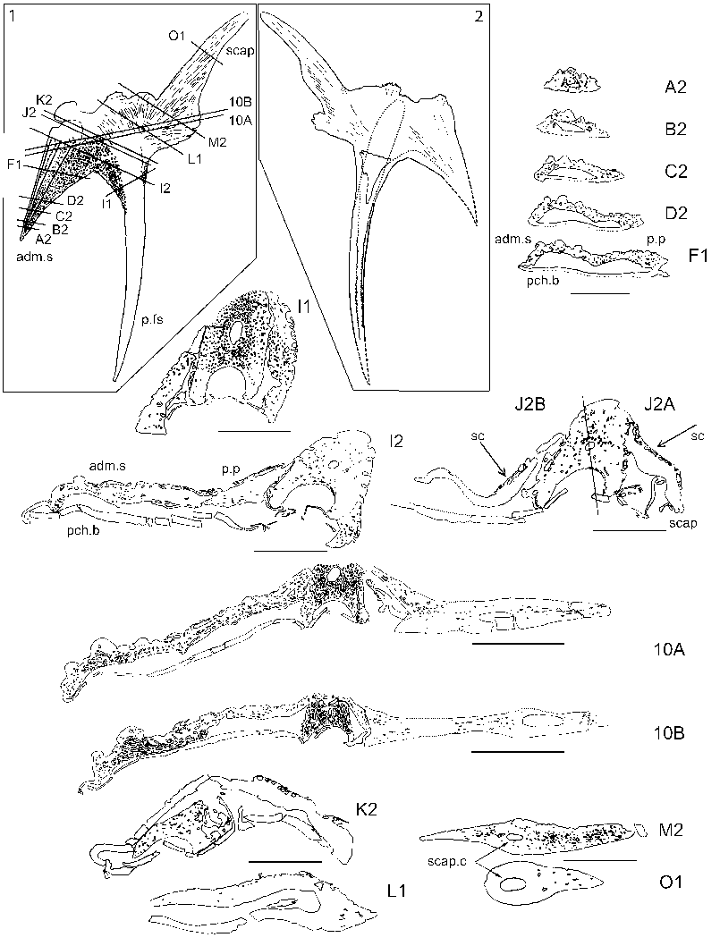 805x1058 Drawings Of Serial Sections Through Diplacanthus Tenuistriatus