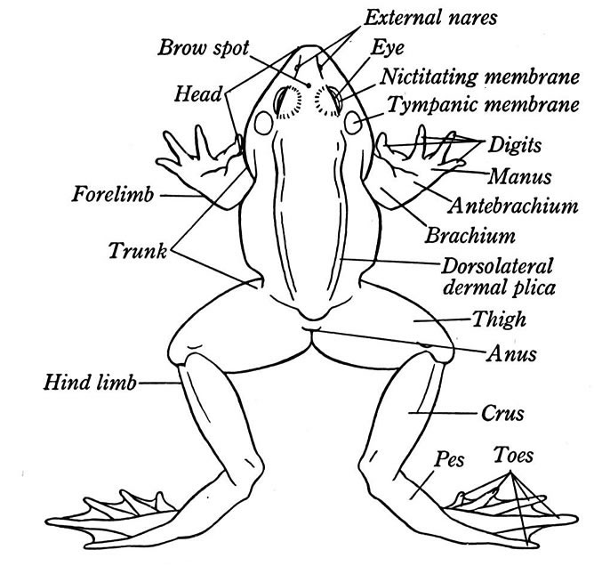668x636 External Anatomy Of A Frog