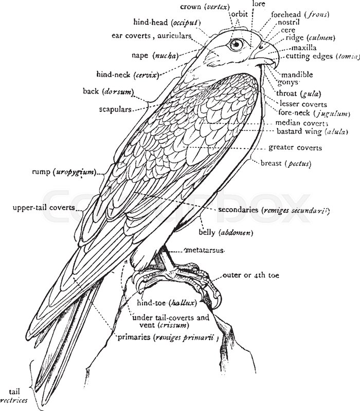 700x800 This Diagram Represents A Labeled Diagram Of A Falcon To Show