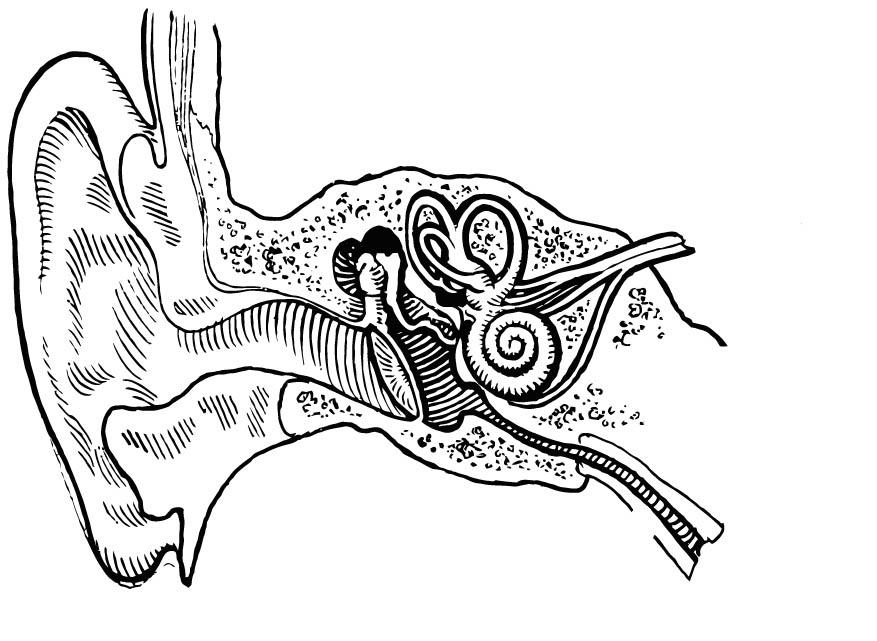 877x641 Coloring Page Ear, Internal And External
