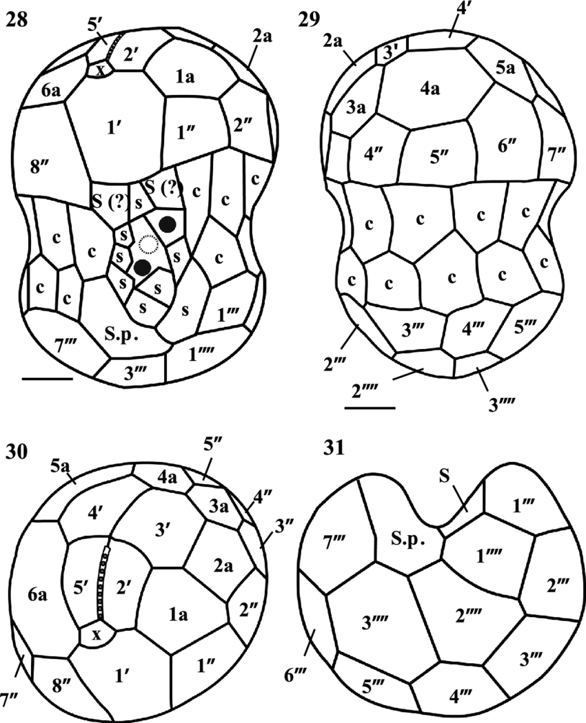 850x1050 Drawings Of Symbiodinium Tridacnidorum Motile Cells Showing