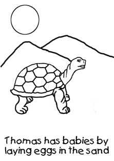 222x314 Free Fun Facts About Tortoises Coloring Pages From Our Tortoises