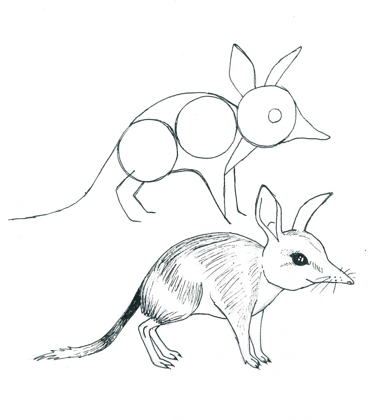 1280x1443 Drawing Step By Step How To Draw A Simple Bilby. Fact A Bilbies