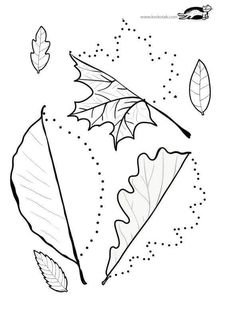 236x312 Leaf Symmetry Drawings Love This Idea As An Artsciencefall