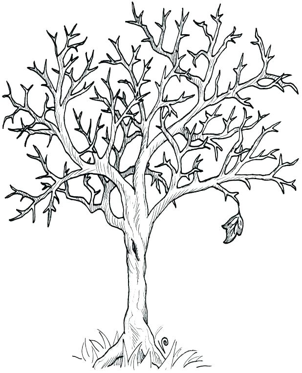 618x764 Simple Family Tree Drawing Jonathanhiller
