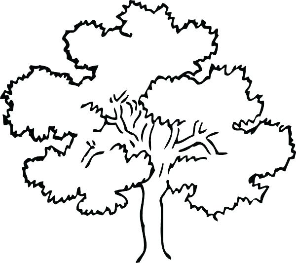 600x533 Black Family Tree Drawing For Kids Template Letter Synonym Outline