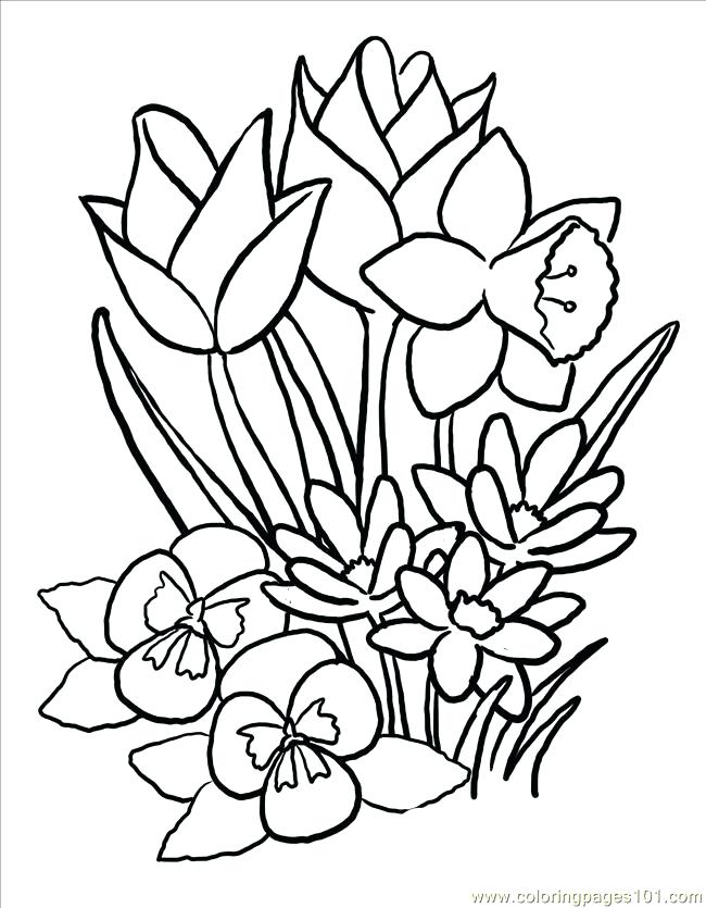 650x835 Fresh Free Flower Coloring Pages For Spring Colouring In Fancy