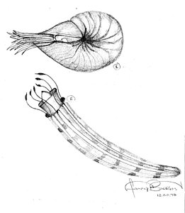 261x300 Shrimp Drawing By Fanny Diaz