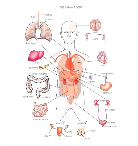 585x620 Human Body Outline Template Gocollab