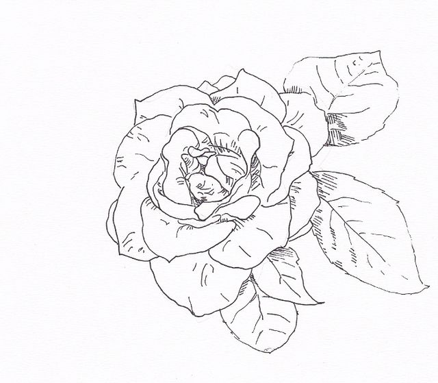 640x559 Draw A Rose With Fiber Tip Pen Flower Sketches