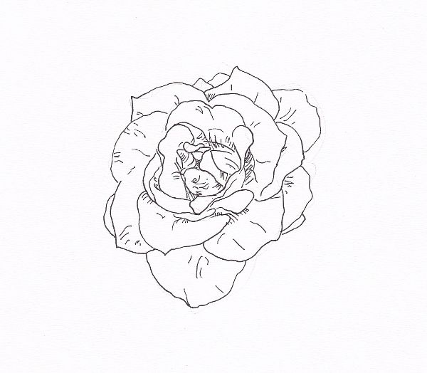 600x524 Draw A Rose With Fiber Tip Pen Rose Outline