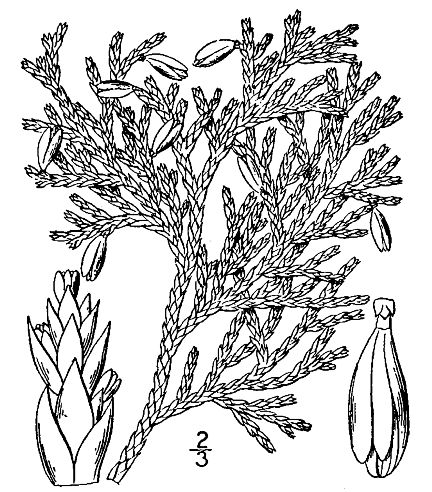 1757x2000 Filethuja Occidentalis Drawing.png