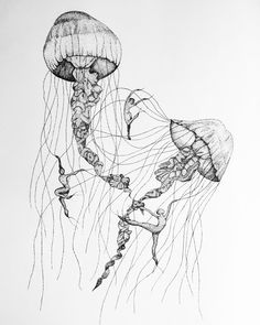 236x295 Carnation Drawing