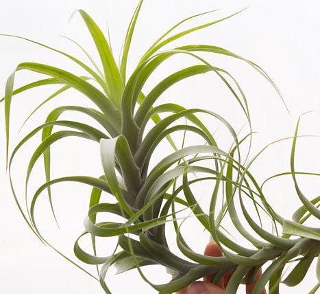 467x428 Latifolia Divarcata