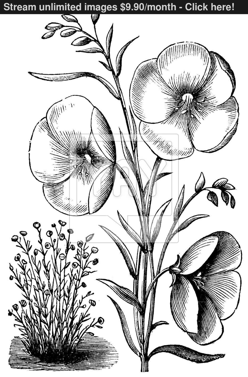 1051x1600 Linum Grandiflorum Or Red Flax Vintage Engraving Vector
