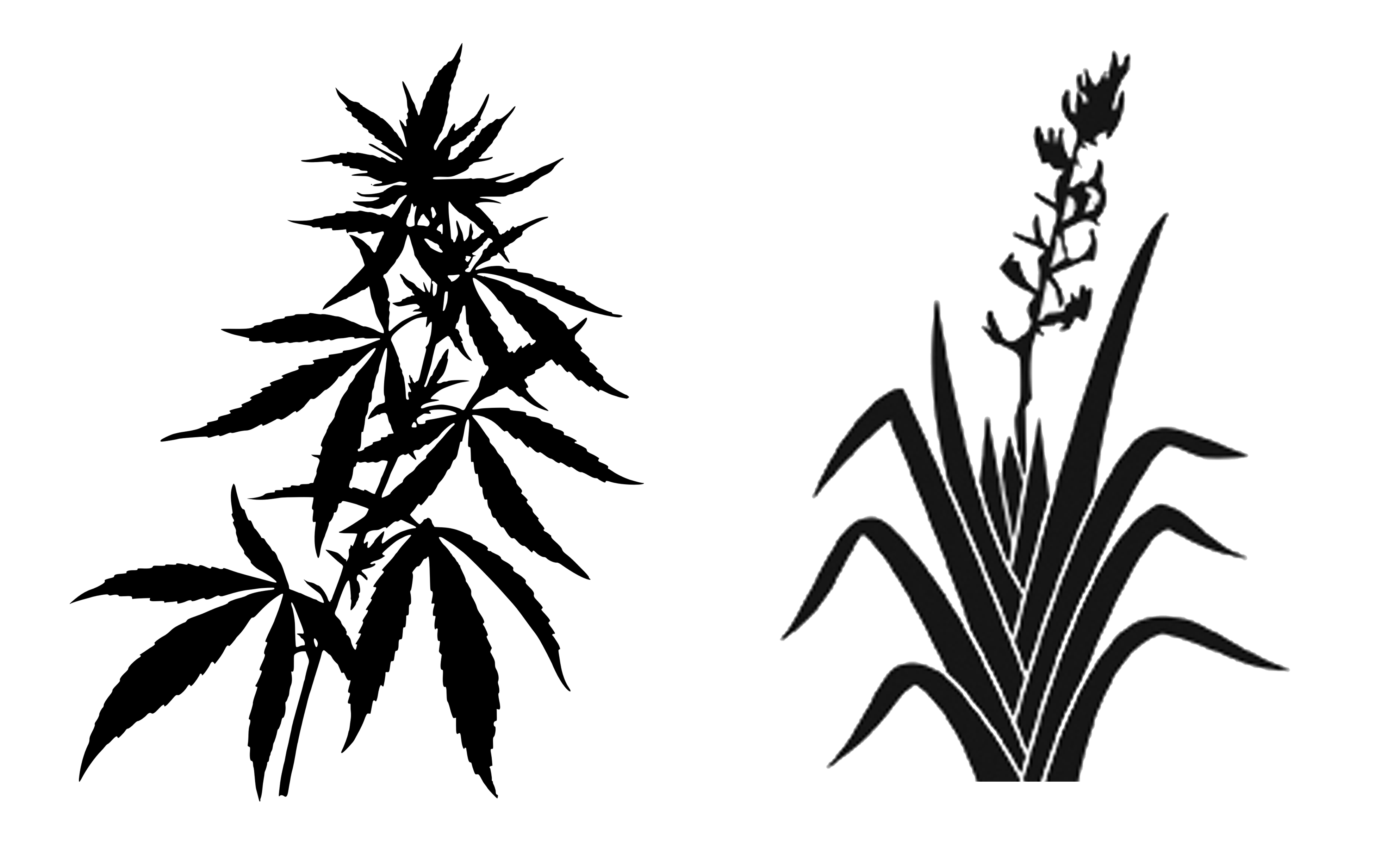 3975x2400 Carbon Valley Growers