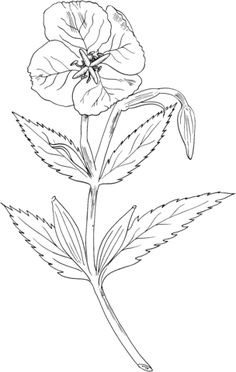 236x372 New Zealand Flax Drawing