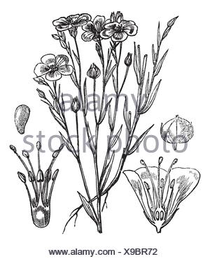 300x370 Flax Or Linum Usitatissimum, Vintage Engraved Illustration Stock