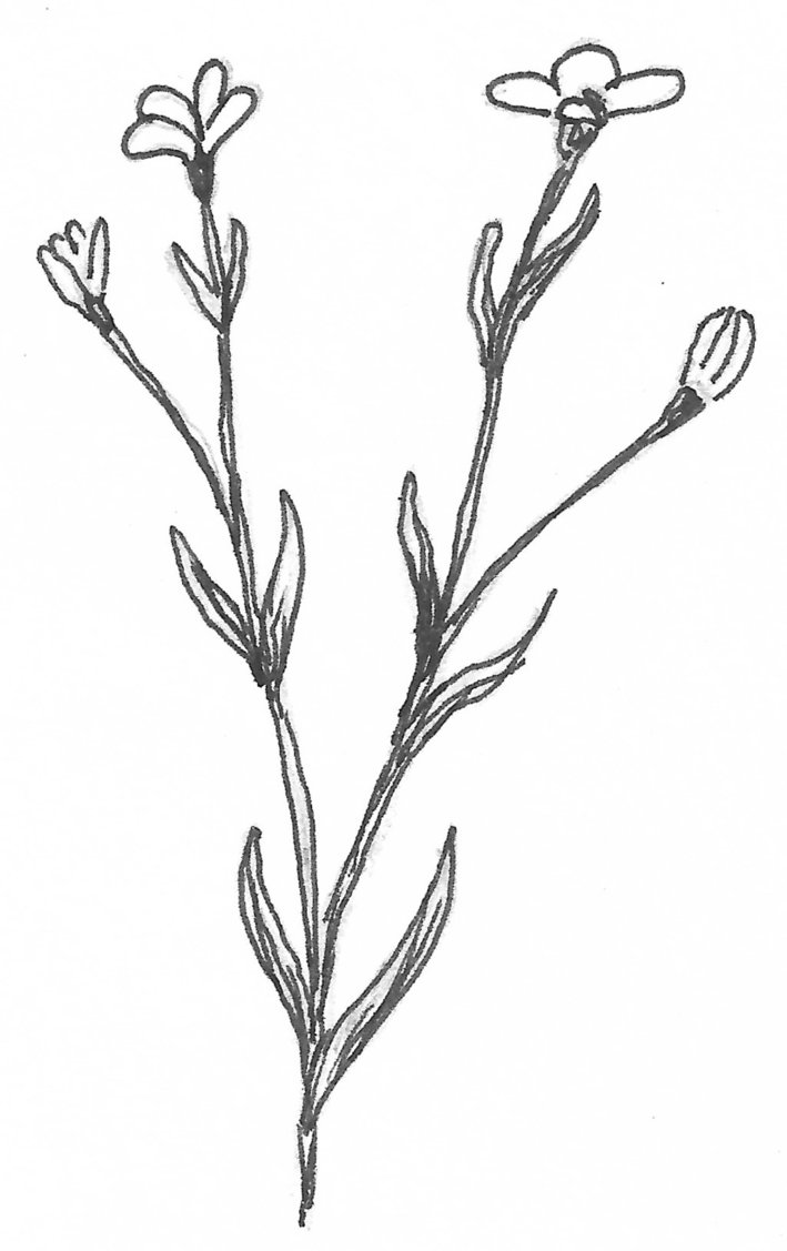 709x1127 Flaxseed Plant By Korneliasan