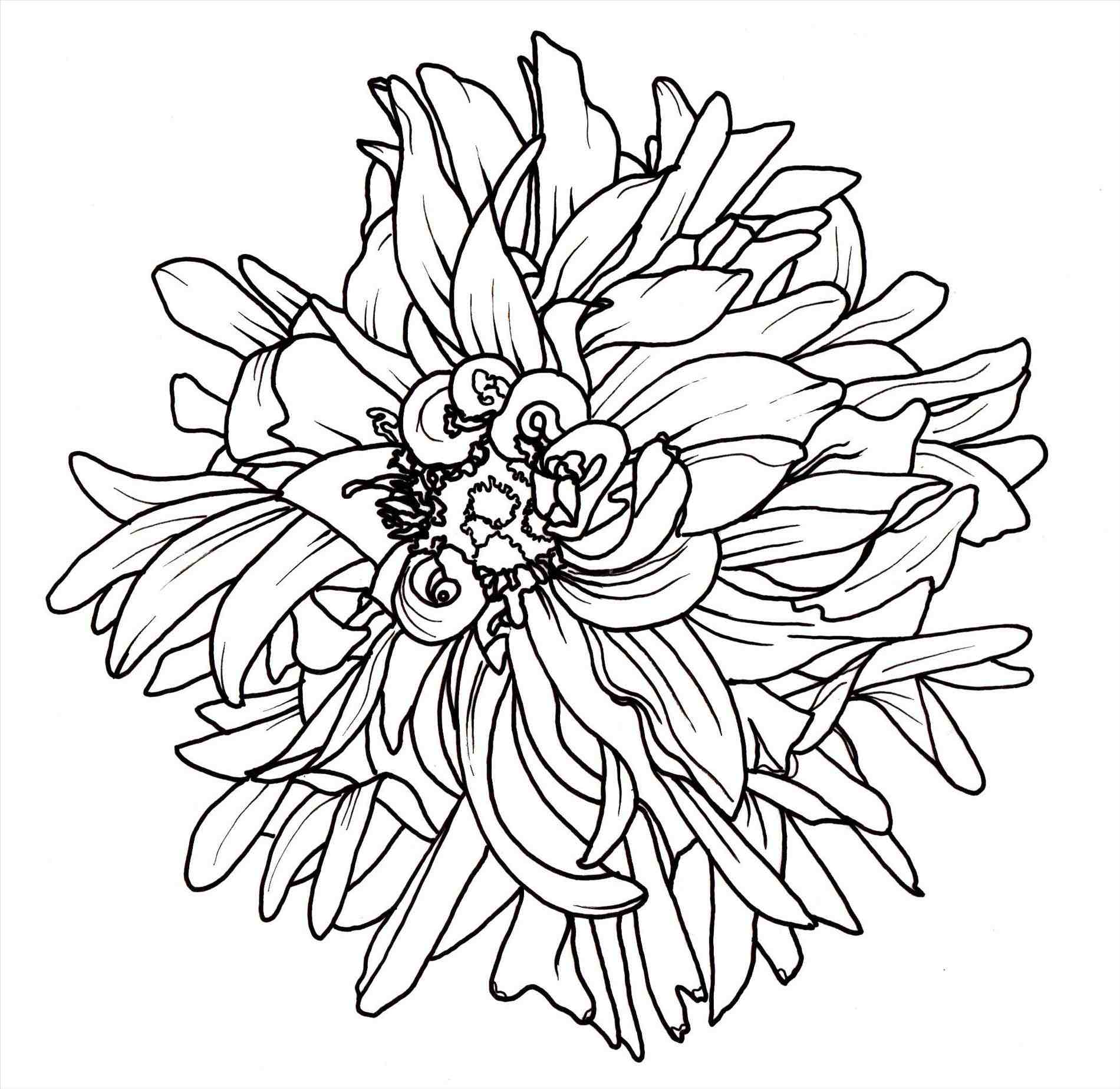 1900x1847 Photos Easy Flower Drawings Tumblr,